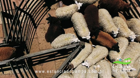 VAI ATE MANGUEIRA OVELHAS.00_00_20_05.Quadro006_919b23002f145b1208e9b88f40c45ee9c7935ddb.jpg